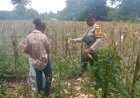 “Sinergi-Polres-Sikka-dan-Petani-Berbuah:-Panen-Jagung-Hibrida-Wairkoja-Dongkrak-Ekonomi-Petani-Sikka