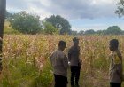Polres-Sikka-Turun-ke-Lahan,-Pastikan-Panen-Raya-Jagung-Kuartal-II-Tahun-2026-Siap-Digelar