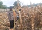 Panen-Jagung-Hibrida-di-Sikka-Tembus-Dua-Ton,-Semangat-Ketahanan-Pangan-Tumbuh-dari-Lahan-Petani-Wolomarang