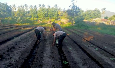 Manfaatkan-Lahan-Kosong,-Personil-Polsek-Waigete-Tanam-Jagung-Sebagai-Salah-Satu-Upaya-Penguatan-Ketahanan-Di-Bidang-Pangan-Saat-Masa-Pandemi-Covid-19