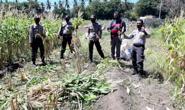 Program-Ketahanan-Pangan-Polsek-Waigete,-Kapolsek-Waigete-Lakukan-Panen-Perdana