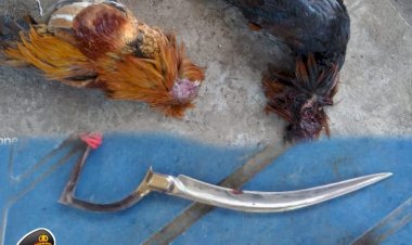 Patroli-Rutin-Kamtibmas,-Polsek-Alok-Grebek-Judi-Sabung-Ayam-di-Kota-Uneng