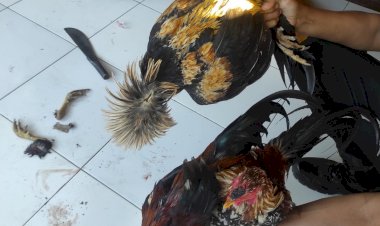 Kepolisian-Sektor-Kewapante-Gerebek-Arena-Judi-Sabung-Ayam