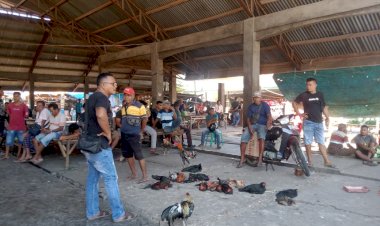 Satreskrim-Polres-Sikka-Gerebek-Judi-Sabung-Ayam-di-Pasar-Alok