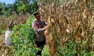 Kapolres-Sikka-Panen-Jagung-di-Lahan-Ketahanan-Pangan-Polsek-Kewapante