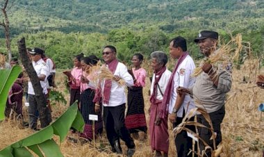 Bhabinkamtibmas-Desa-Ilin-Medo-Kec.-Waiblama-Turut-Ikuti-Panen-Raya