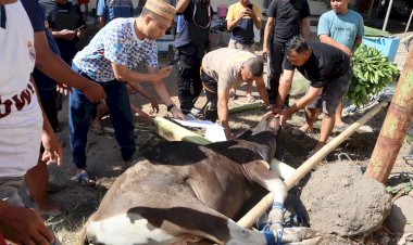 Polres-Sikka-Laksanakan-Penyembelihan-Hewan-Kurban-pada-Hari-Raya-Idul-Adha