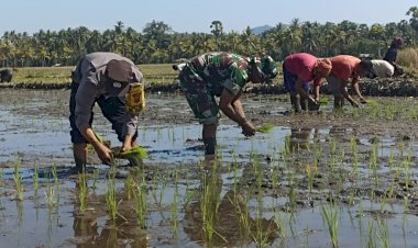 Polres-Sikka-Gandeng-TNI-dan-Masyarakat-dalam-Kegiatan-Penanaman-Padi-di-Desa-Nebe