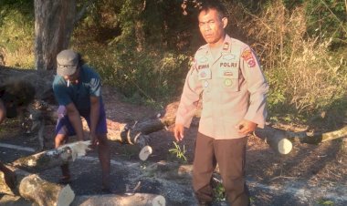 Pohon-Asam-Tumbang-di-Hitohalok,-Waigete,-Mengganggu-Arus-Lalulintas,-Kapolsek-dan-Masyarakat-Bersatu-Bersihkan-Lokasi