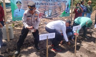 Penanaman-Simbolis-Jagung-Hibrida-Varietas-Maxxi-1-di-Desa-Magepanda-Dukung-Peningkatan-Produktivitas-Pertanian