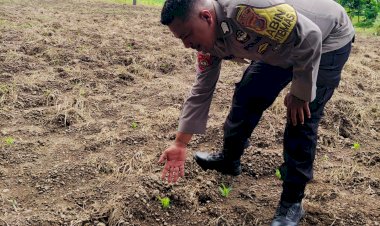 Benih-Harapan:-Jagung-di-Desa-Habi-Mulai-Tumbuh,-Siap-Dukung-Ketahanan-Pangan-Nasional