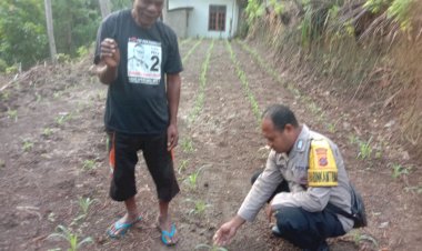 Bhabinkamtibmas-Polres-Sikka-Aktif-Dukung-Program-Ketahanan-Pangan-Nasional,-Dapat-Apresiasi-dari-Pejabat-Polres-Sikka
