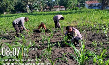Pantau-Perkembangan-Tanaman-Jagung-:-Bhabinkamtibmas-Polsek-Kewapante-dan-Polsek-Alok-Turun-Medan.