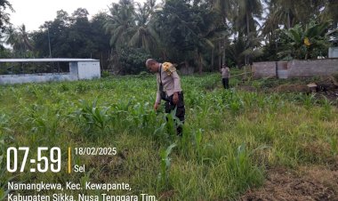 Bhabinkamtibmas-Namangkewa-dan-Petani-Rawat-Lahan-Jagung-Dukung-Ketahanan-Pangan-Nasional
