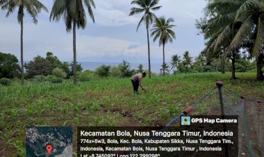 Optimalkan-Hasil-Panen,-Pemupukan-Jagung-di-Desa-Ipir-Terus-Berlanjut