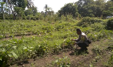 Dukung-Ketahanan-Pangan,-Polsek-Alok-Dampingi-Pemupukan-Perdana-di-Lahan-Percontohan-Desa-Kolisia-B