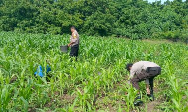 Bhabinkamtibmas-Polres-Sikka-Bantu-Pemupukan-Jagung-dalam-Program-Ketahanan-Pangan