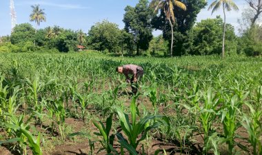 Program-Ketahanan-Pangan-:-Bhabinkamtibmas-Polsek-Bola-dan--Kanit-Binmas-Polsek-Waigete-Pantau-Pertumbuhan-Tanaman-Jagung.