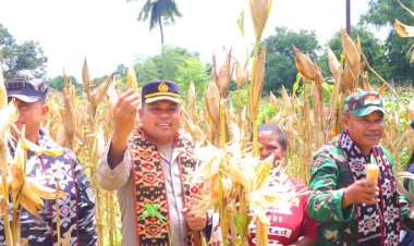 Kapolres-Sikka-dan-Forkopimda-Panen-Raya-Jagung-Serentak,-Dukung-Ketahanan-Pangan-Nasional