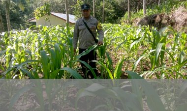 Bhabinkamtibmas-Intensifkan-Pemmantauan-Berkala-Dukung-Petani-Jagunh-Capai-Hasil-Optimal