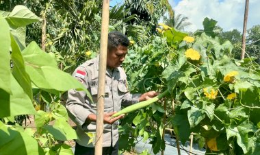 Polres-Sikka-Dukung-Ketahanan-Pangan:-Polsek-Waigete,-Lela,-Paga,-Dan-Bola-Lakukan-Pendampingan-Petani