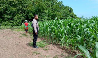 Bhabinkamtibmas-Turun-ke-Lahan,-Polres-Sikka-Pastikan-Program-Ketahanan-Pangan-Berjalan-Optimal