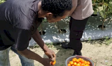 Polsek-Paga-dan-Polsek-Lela-Dukung-Ketahanan-Pangan,-Bhabinkamtibmas-Dampingi-Petani-di-Sikka