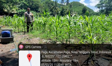 Bhabinkamtibmas-Desa-Lowolabo-Pantau-Perkembangan-Tanaman-Jagung-Kelompok-Tani-Mandiri