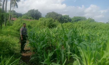 Polres-Sikka-Pantau-Program-Ketahanan-Pangan,-Bhabinkamtibmas-Cek-Perkembangan-Tanaman-Jagung-di-Dua-Kecamatan