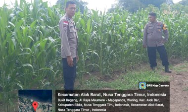 Bhabinkamtibmas-Polres-Sikka-Dukung-Program-Ketahanan-Pangan,-Pantau-Pertumbuhan-Jagung-di-Dua-Lokasi