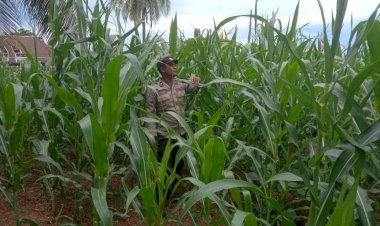 Dukung-Petani,-Polres-Sikka-Aktif-Pantau-Perkembangan-Jagung-untuk-Stabilitas-Pangan