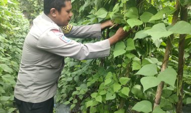 Dari-Pekarangan-ke-Pasar:-Bhabinkamtibmas-Polres-Sikka-Dukung-Petani-Tingkatkan-Produksi
