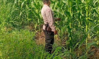 Bhabinkamtibmas-Polres-Sikka-Lakukan-Pemantauan-Perkembangan-Tanaman-Jagung-di-Dua-Lokasi