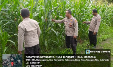 Dalam-Program-Ketahanan-Pangan-:-Bhabinkamtibmas-Polres-Sikka-Pantau-Pertumbuhan-Jagung