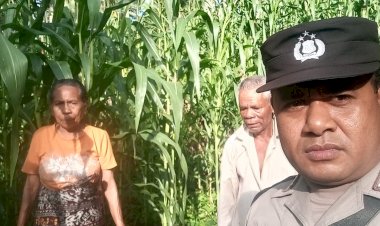 Jagung-Mulai-Berbunga,-Bhabinkamtibmas-Dampingi-Petani-di-Sikka-Menuju-Panen