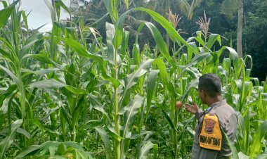 Pantau-Perkembangan-Tanaman-Jagung-di-Desa-Takaplager-dan-Nelle-Barat-:-Bhabinkamtibmas-Polres-Sikka-Dukung-Ketahanan-Pangan.