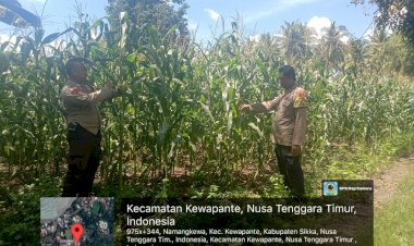 Pemantauan-dan-Penyiangan-Lahan-Jagung-Program-Ketahanan-Pangan-oleh-Polsek-Kewapante-Bersama-Kelompok-Tani-