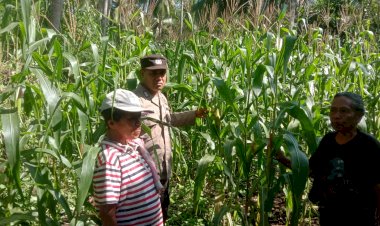 Dukung-Ketahanan-Pangan,-Dua-Bhabinkamtibmas-Polres-Sikka-Aktif-Pantau-Perkembangan-Tanaman-Jagung-Warga