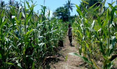 Ketahanan-Pangan-Jadi-Prioritas,-Bhabinkamtibmas-Lowolabo-dan-Egon-Monitor-Lahan-Jagung