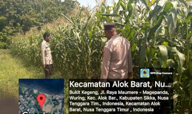 Polres-Sikka-Gencar-Dukung-Ketahanan-Pangan:-Tiga-Titik-Lahan-Jagung-Dipantau-Serentak