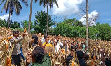 Bhabinkamtibmas-Polres-Sikka-Hadiri-Panen-Raya-dan-Laksanakan-Pemantauan-Lahan-Jagung-Dukung-Ketahanan-Pangan