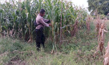 Polres-Sikka-Aktif-Dukung-Ketahanan-Pangan,-Lahan-Jagung-di-Tiga-Titik-Siap-Panen