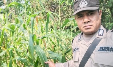 Dukung-Swasembada-Pangan,-Bhabinkamtibmas-Sikka-Aktif-Dampingi-Petani-Jagung
