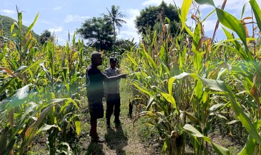 Polres-Sikka-Gerak-Bersama-Petani:-Optimalkan-Pemantauan-Jagung-Demi-Ketahanan-Pangan