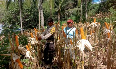 “Sinergi-Polisi-dan-Petani:-Ketahanan-Pangan-Jadi-Tugas-Bersama-di-Sikka”