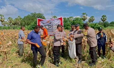 Panen-Raya-Jagung-di-Kangae,-Langkah-Nyata-Menuju-Swasembada-Pangan-Kabupaten-Sikka-Emas