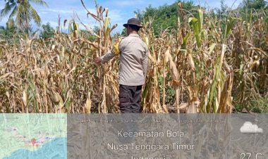 Polisi-Peduli-Pangan:-Bhabinkamtibmas-Sikka-Pantau-Jagung-Siap-Panen-di-Desa-Hokor-dan-Egon