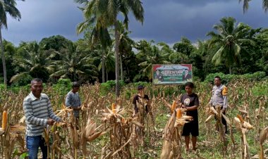 “Panen-Jagung-Siap-Digelar,-Bhabinkamtibmas-dan-Petani-Bersinergi-di-Nelle-Barat-Sikka”
