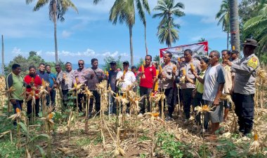 Bersama-Petani,-Polsek-Bola-Panen-Jagung-Hibrida-Sebagai-Komitmen-Swasembada-Pangan