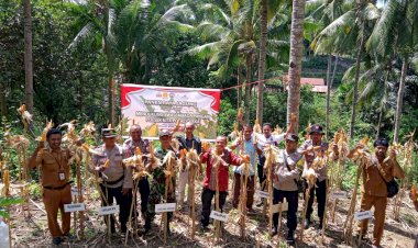 Wujudkan-Swasembada-Pangan,-Bhabinkamtibmas-Desa-Takaplager-Dampingi-Panen-Raya-Jagung-Bersama-Poktan-Dodor-Hoor